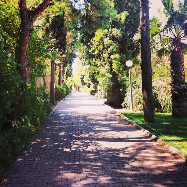 A tree-lined path